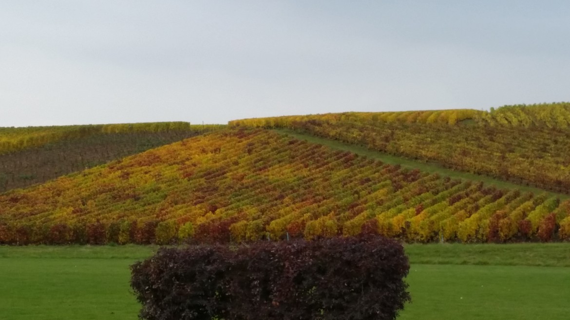 Les vignes ont revêtues leurs couleurs d'automne
